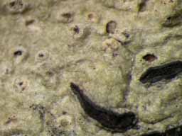 [Platygramme flexuosa]