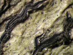 [Platygramme flexuosa]