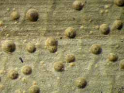 [Porina atropunctata]