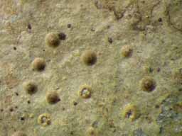 [Porina atropunctata]