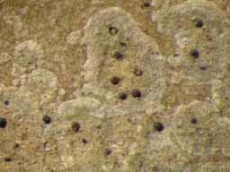 [Porina canthycarpa]