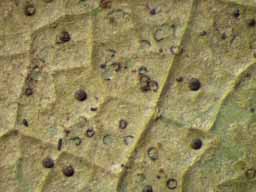 [Porina canthycarpa]