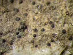 [Porina chlorotica]