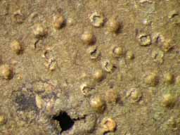 [Porina epiphylla]