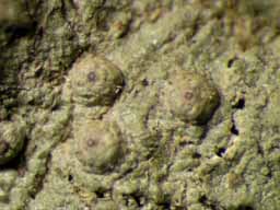 [Porina internigrans]