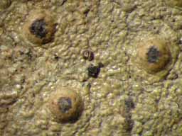 [Porina internigrans]