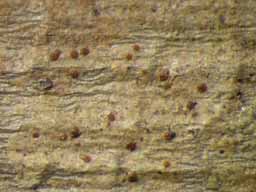 [Porina tetramera]