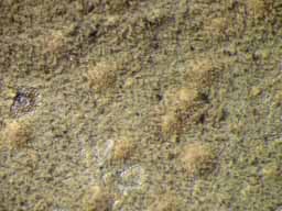 [Porina virescens]