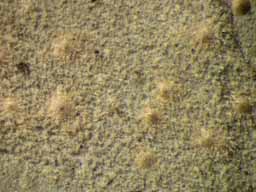 [Porina virescens]