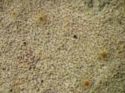 [Porina virescens]