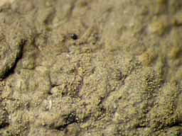 [Porina tetracerae]