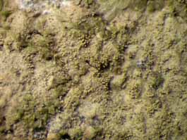 [Porina tetracerae]
