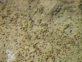 [Porina tetracerae]