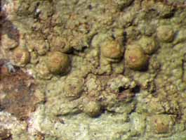 [Porina tetracerae]