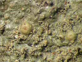 [Porina tetracerae]