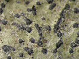 [Pyrenula aspistea]