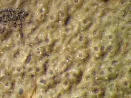 [Pyrenula concatervans]