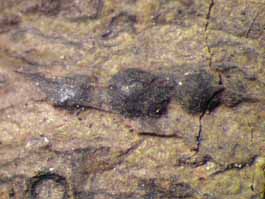 [Pyrenula mamillana]