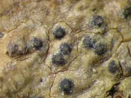 [Pyrenula nitidula]