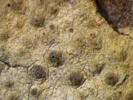 [Pyrenula ochraceoflava]