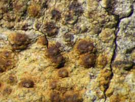 [Pyrenula ochraceoflava]