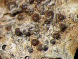 [Pyrenula ochraceoflava]