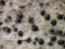 [Pyrenula ochraceoflava]