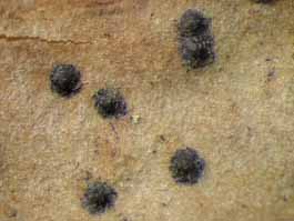 [Pyrenula santensis]
