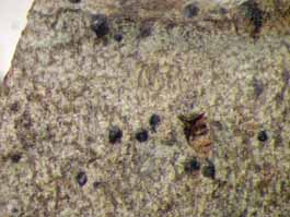 [Pyrenula sp.]