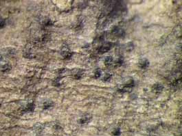 [Pyrenula sp.]