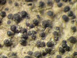 [Pyrenula leucostoma]