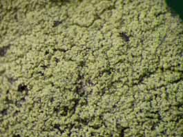 [Pyrrhospora quernea]
