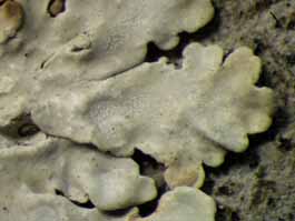 [Pyxine cocoes]
