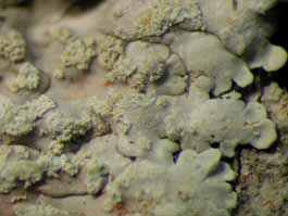 [Pyxine cocoes]