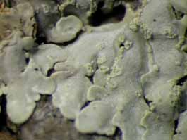 [Pyxine cocoes]