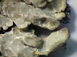 [Pyxine farinosa]
