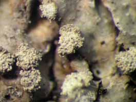 [Pyxine farinosa]
