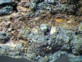 [Ramonia microspora]