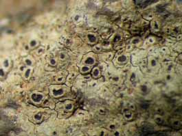 [Rinodina oxydata]