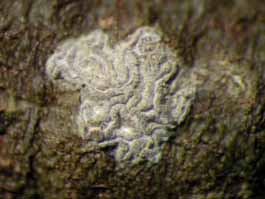 [Sarcographina glyphiza]