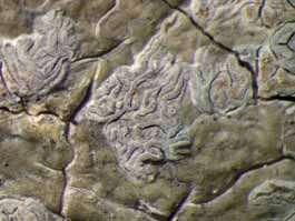 [Sarcographina glyphiza]
