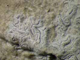 [Sarcographina glyphiza]