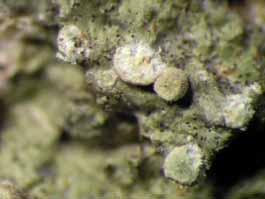 [Stegobolus berkeleyanus]