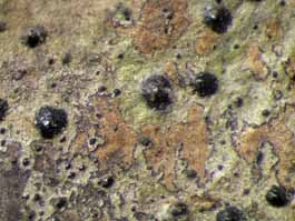 [Strigula concreta]