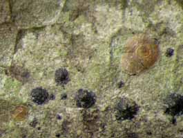 [Strigula concreta]