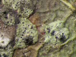 [Strigula concreta]