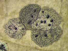 [Strigula nitidula]