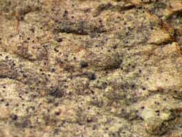 [Strigula sp.]