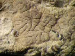 [Syncesia sp.]