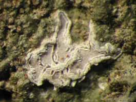 [Thalloloma sp. A]